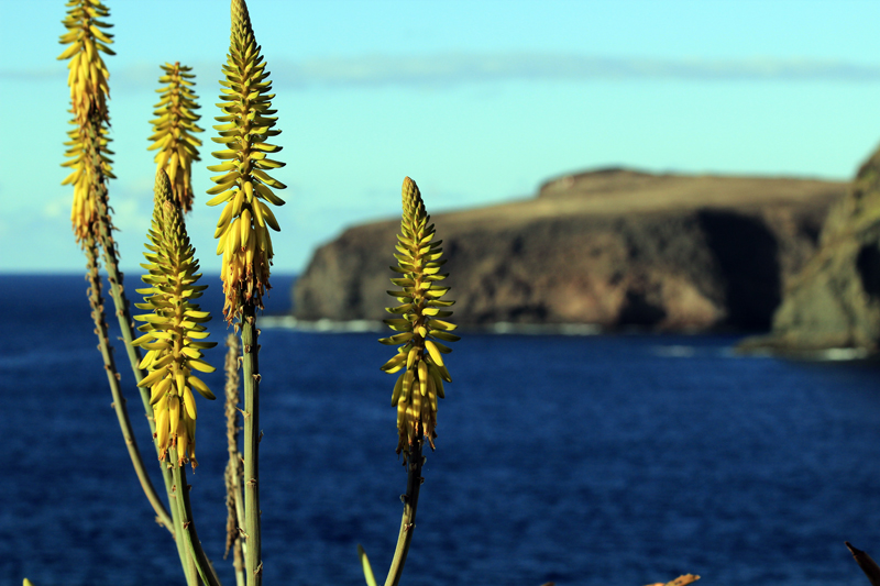 2016-11-06_191115 gran-canaria-2016.jpg - Aloe Vera